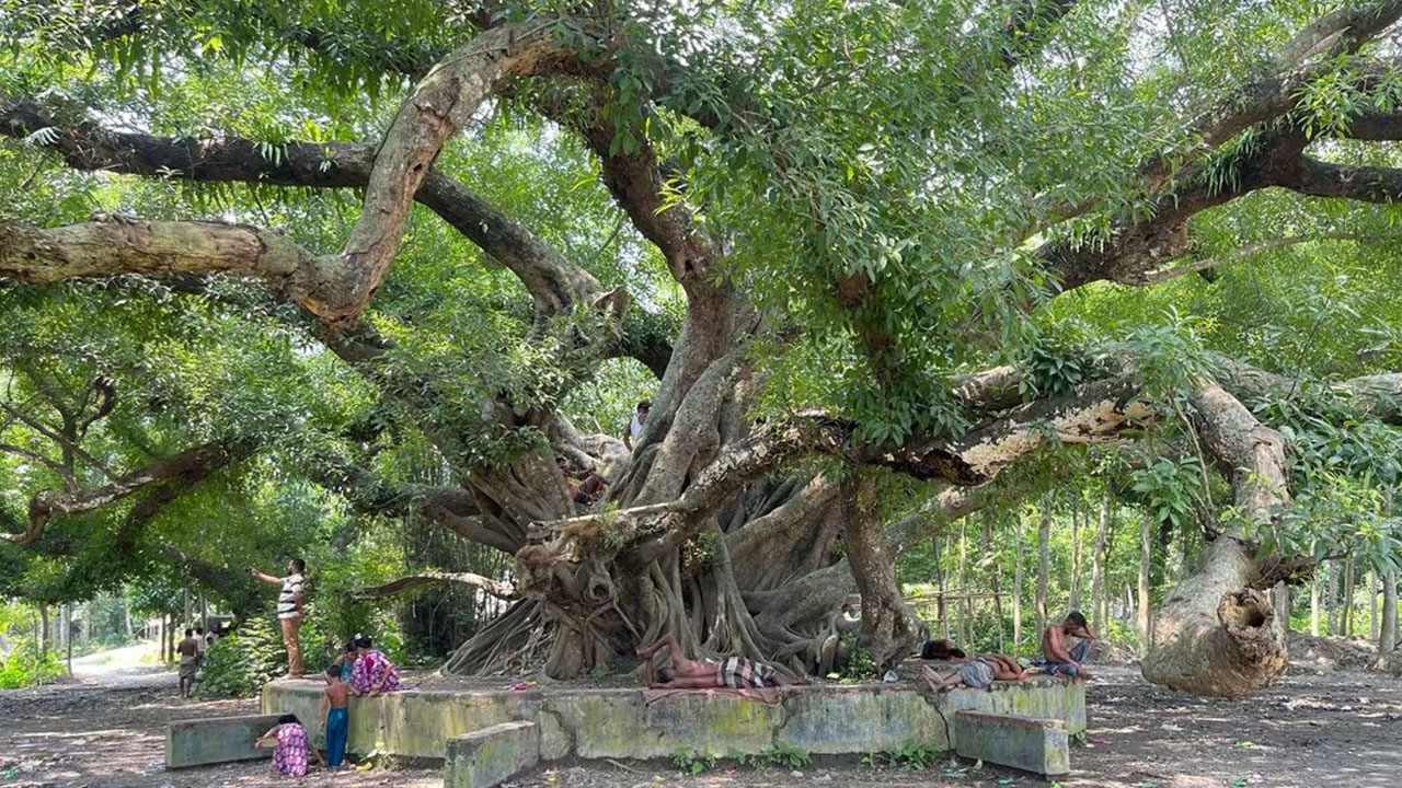 বিশাল কাণ্ড, ছড়িয়ে থাকা শিকড় আর ডালপালাজুড়ে লতাগুল্মে ঘেরা গাছটি দেখতে অনেকটা বটবৃক্ষের মতো। ছবি : এশিয়া পোস্ট