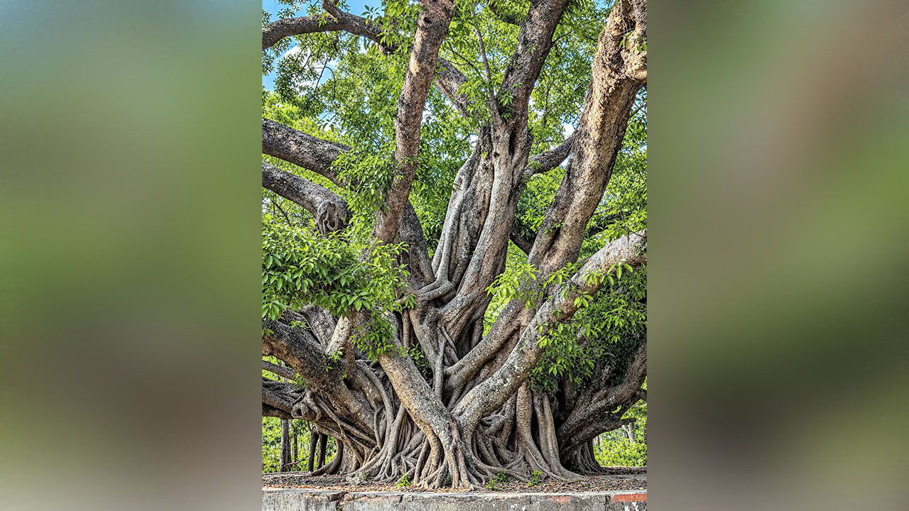 বৃষ্টিতে ধুয়ে যাওয়া পাতা, মাটির সোঁদা গন্ধ আর বিস্তৃত শাখা-প্রশাখা মিলে তৈরি করে মনোরম পরিবেশ। ছবি : এশিয়া পোস্ট