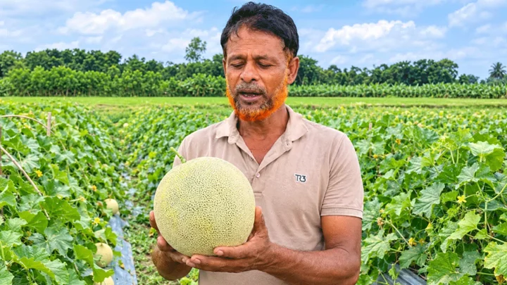 ইউটিউব দেখে বিদেশি ফল সাম্মাম চাষ, দেড় বিঘায় ৫ লাখ টাকা বিক্রির আশা