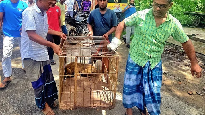 বিদ্যুৎস্পৃষ্ট আহত বিরল প্রজাতির উল্টোলেজি বানর উদ্ধার
