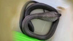 শ্রীমঙ্গলের চা বাগান থেকে খৈয়া গোখরা সাপ উদ্ধার