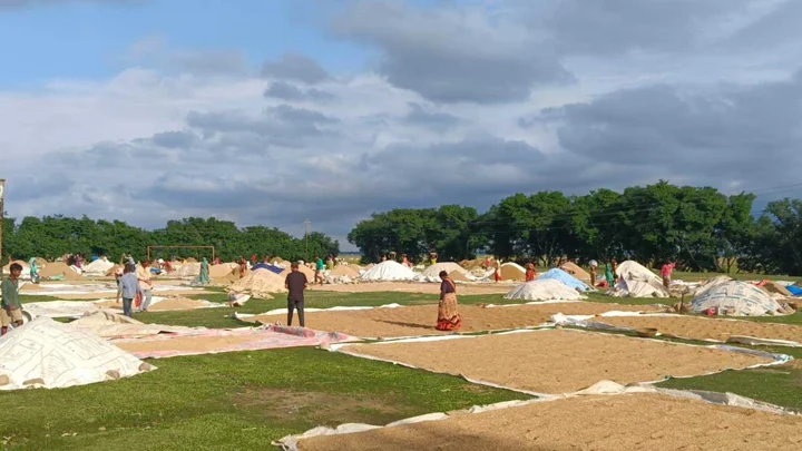 বোরো ধান নিয়ে দুর্ভোগে সুনামগঞ্জের হাওরের কৃষকেরা