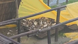 মধ্যরাতে ঝড়ো হাওয়ায় লন্ডভন্ড নাজিরারটেক শুঁটকি মহাল