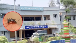 ফেনীতে ৯ মাসেই ডেঙ্গু আক্রান্ত ৫০০ পার