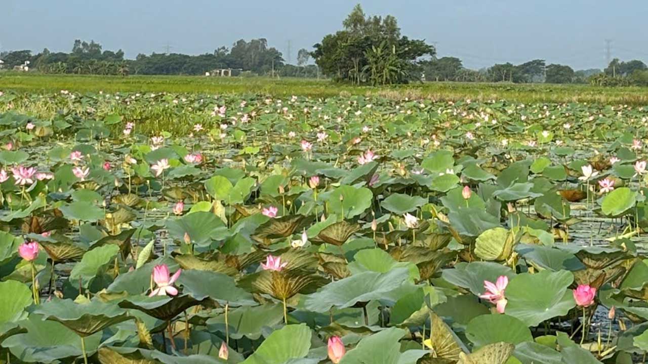 বলাকইড় পদ্মবিলের মনোরম দৃশ্য। ছবি: এশিয়া পোস্ট