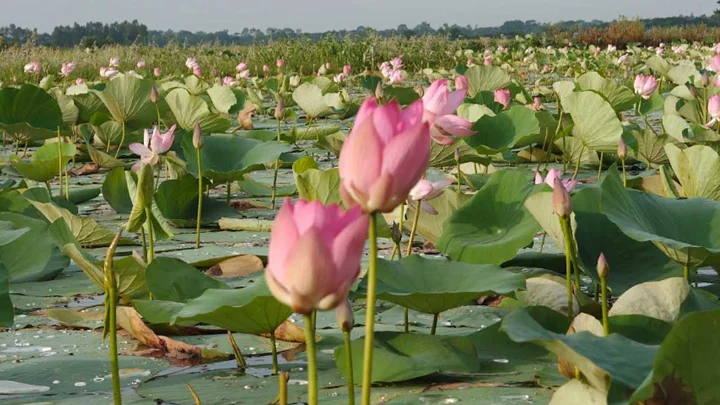 এক বিলেই লাল, গোলাপি ও সাদা পদ্ম—মুগ্ধ দর্শনার্থীরা