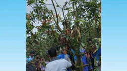 আমবাগান থেকে গ্রামপুলিশের ঝুলন্ত মরদেহ উদ্ধার