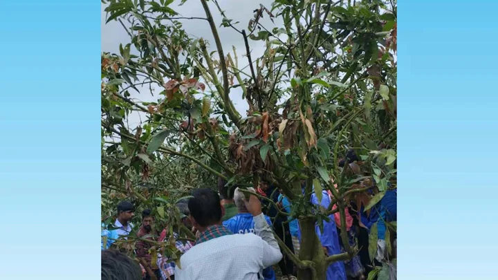 আমবাগান থেকে গ্রামপুলিশের ঝুলন্ত মরদেহ উদ্ধার