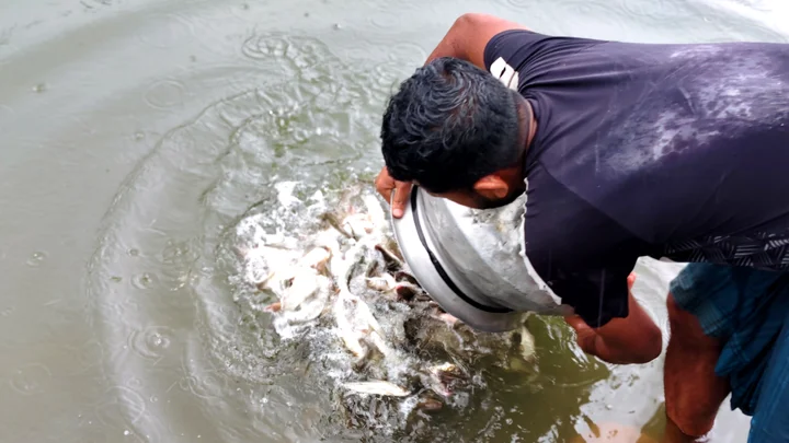 ৩ কোটি টাকার মাছের পোনা ছাড়তে খরচ ৪৫ কোটি
