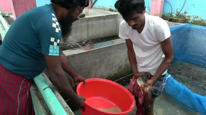 দেশজুড়ে বাড়ছে নাটোরের রেণু পোনার চাহিদা