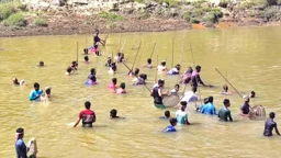 ধলাই নদীতে ঐতিহ্যবাহী ‘পলো বাওয়া’ উৎসব