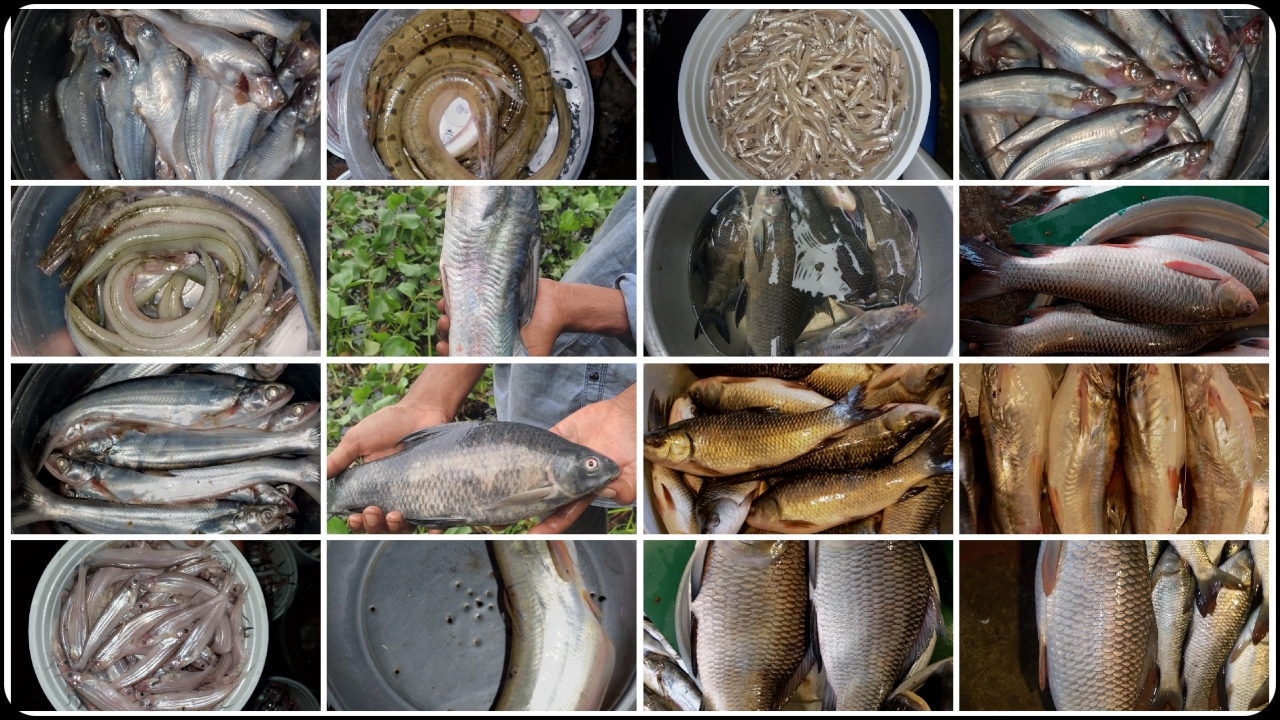 fish