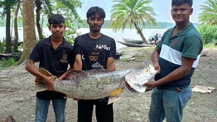 জেলের জালে ২০ কেজির কোরাল, বিক্রি হলো কত