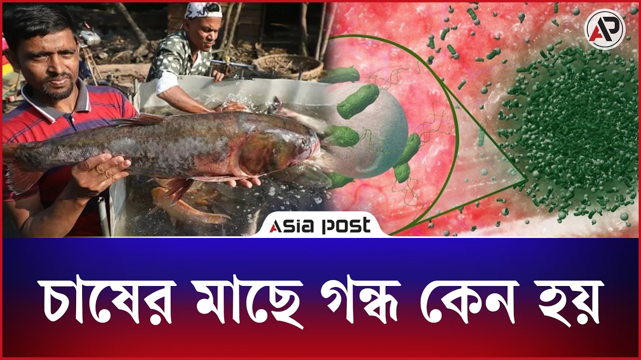 চাষের মাছে গন্ধ কেন হয় 