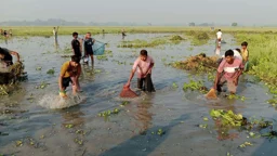 দেশীয় মাছ কমছে দাদুড়িয়া বিলে, হারানোর শঙ্কায় পলো বাওয়া উৎসব