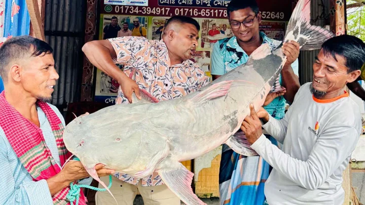 জেলের জালে ৩৩ কেজির বাঘাইড়, ৫৬ হাজারে বিক্রি