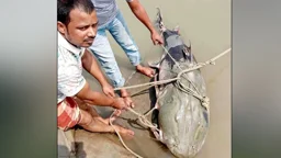 কুড়িগ্রামে জেলের জালে ৯০ কেজির বাঘাইড়, বিক্রি হলো ১ লাখে

