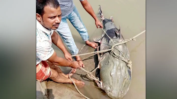 কুড়িগ্রামে জেলের জালে ৯০ কেজির বাঘাইড়, বিক্রি হলো ১ লাখে
