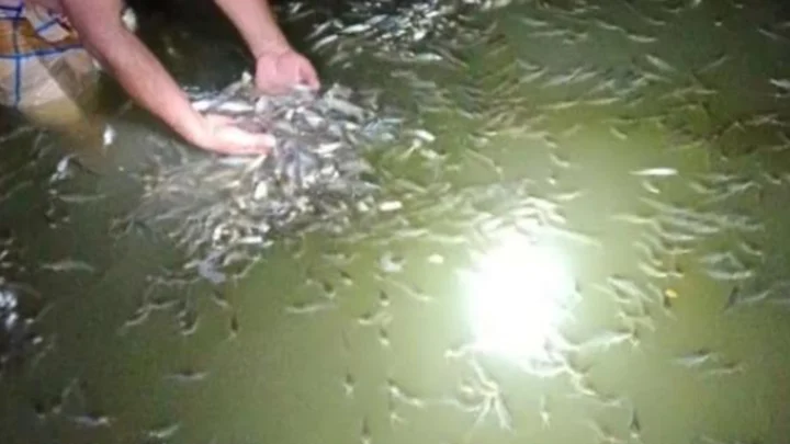বিষে মরল ৮০ মণ গুলশা মাছ