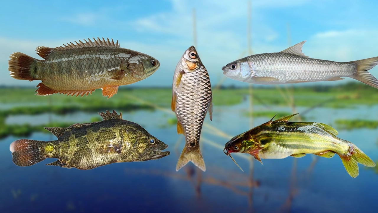 fish 1