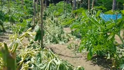 পীরগাছায় ৪১০টি পেঁপে গাছ কেটে ফেলল দুর্বৃত্তরা