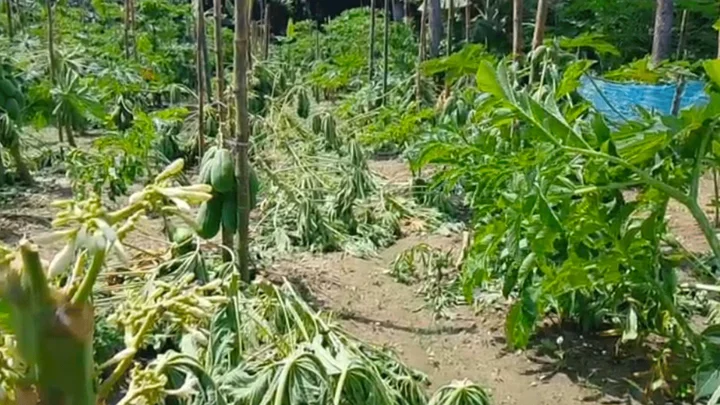 পীরগাছায় ৪১০টি পেঁপে গাছ কেটে ফেলল দুর্বৃত্তরা