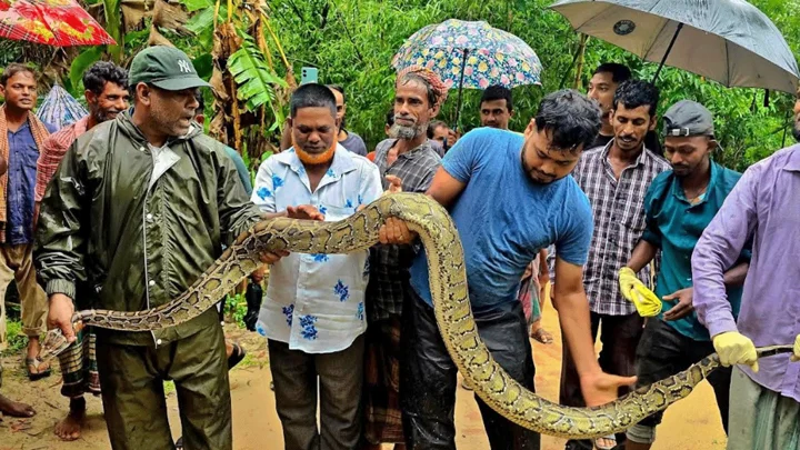মৌলভীবাজারে লোকালয় থেকে ১২ ফুট লম্বা অজগর উদ্ধার