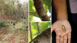 দেশে ঝিঁঝিঁ পোকার নতুন প্রজাতি শনাক্ত