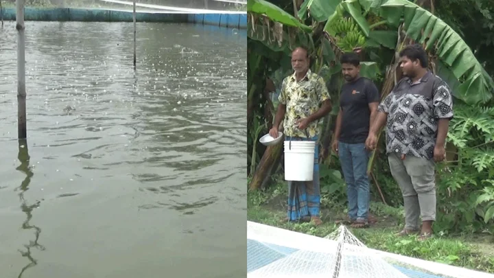 সাদা মাছে লোকসান, কৈ চাষে ঘুরে দাঁড়ানোর স্বপ্ন বিপ্লবের