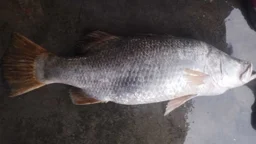 মেঘনায় ধরা পড়ল ২৫ কেজির কোরাল, বিক্রি ৩৫ হাজার টাকায়
