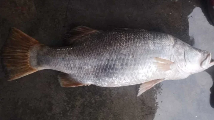 মেঘনায় ধরা পড়ল ২৫ কেজির কোরাল, বিক্রি ৩৫ হাজার টাকায়