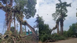 ফটিকছড়িতে কেটে ফেলা হচ্ছে ১৫০ বছরের পুরোনো বটগাছ