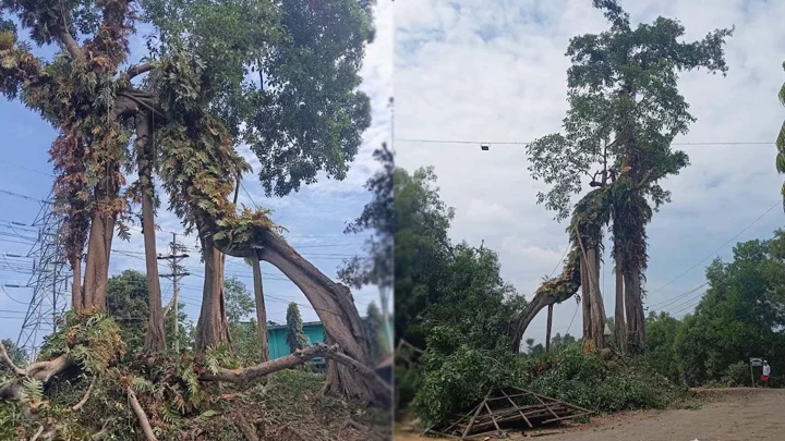 ফটিকছড়িতে কেটে ফেলা হচ্ছে ১৫০ বছরের পুরোনো বটগাছ