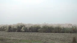 কাশফুলের শুভ্র সৌন্দর্যে মুখর গাইবান্ধার চরাঞ্চল