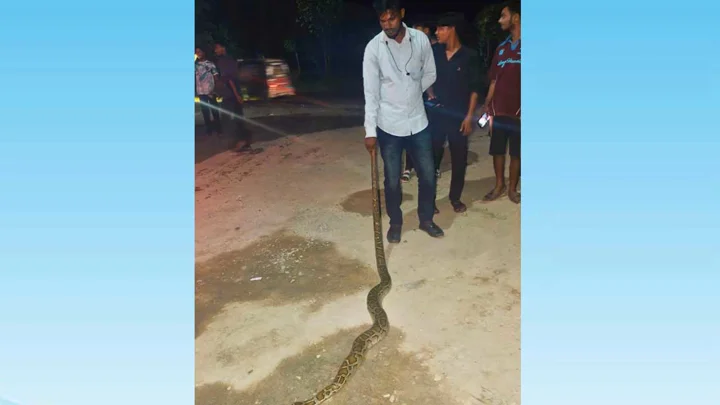 গাজীপুরে ৯ ফুট লম্বা অজগর উদ্ধার