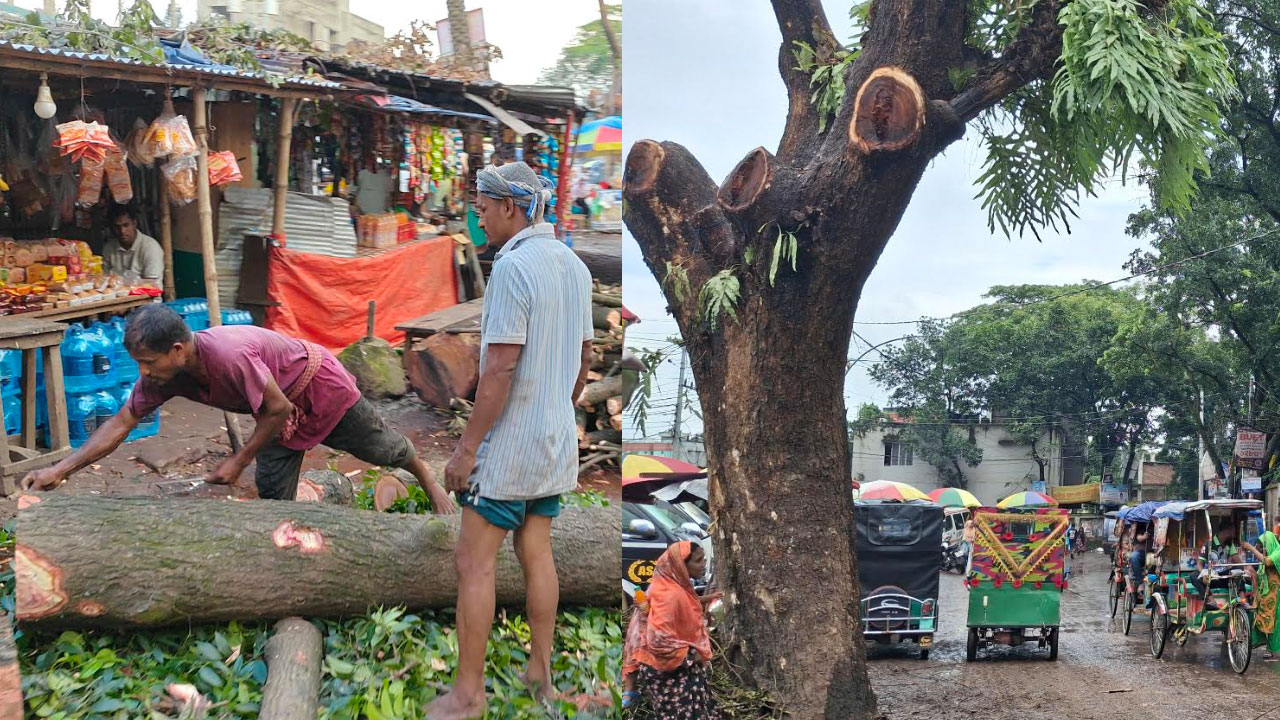 গাজীপুরে সড়ক প্রশস্তকরণের বলি শতবর্ষী গাছ