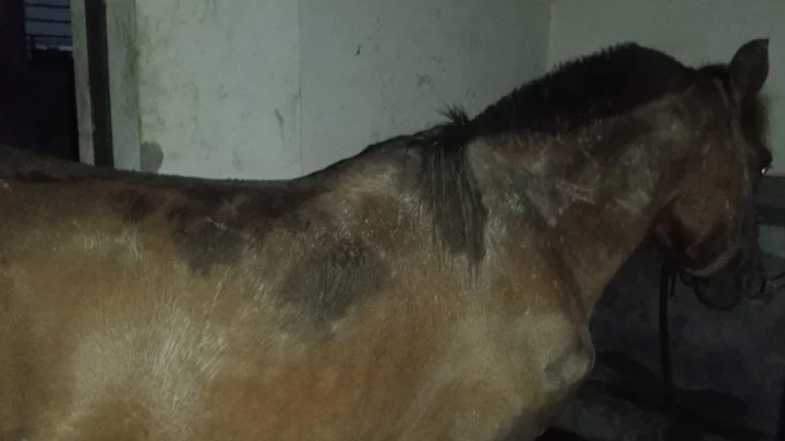 সাভারে পরিত্যক্ত বাড়িতে জবাই করা হতো ঘোড়া, মাংস যেত রেস্তোরাঁয়