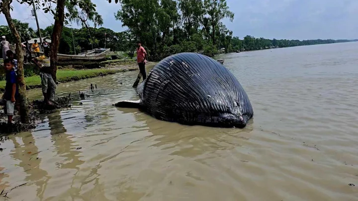 আন্দারমানিক নদীতে ভেসে এলো ৩০ ফুট লম্বা মৃত তিমি