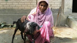 সরকারি প্রকল্পের দুই ছাগল আনার পর মারা গেল আজিরনের ৮ ছাগলও