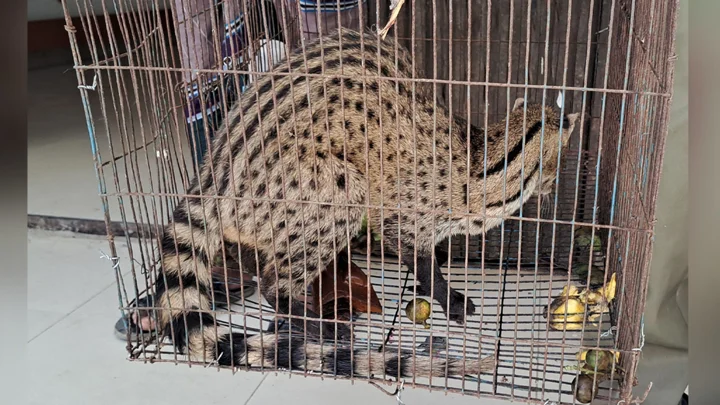 পাবনায় মাছ ধরার ফাঁদে আটকা বিরল গন্ধগোকুল