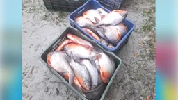 আড়তে মিলল ১৭০ কেজি নিষিদ্ধ পিরানহা