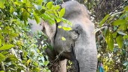 রাঙামাটিতে অস্তিত্ব সংকটে বন্যহাতি, দেড় দশকে মৃত্যু ১৩