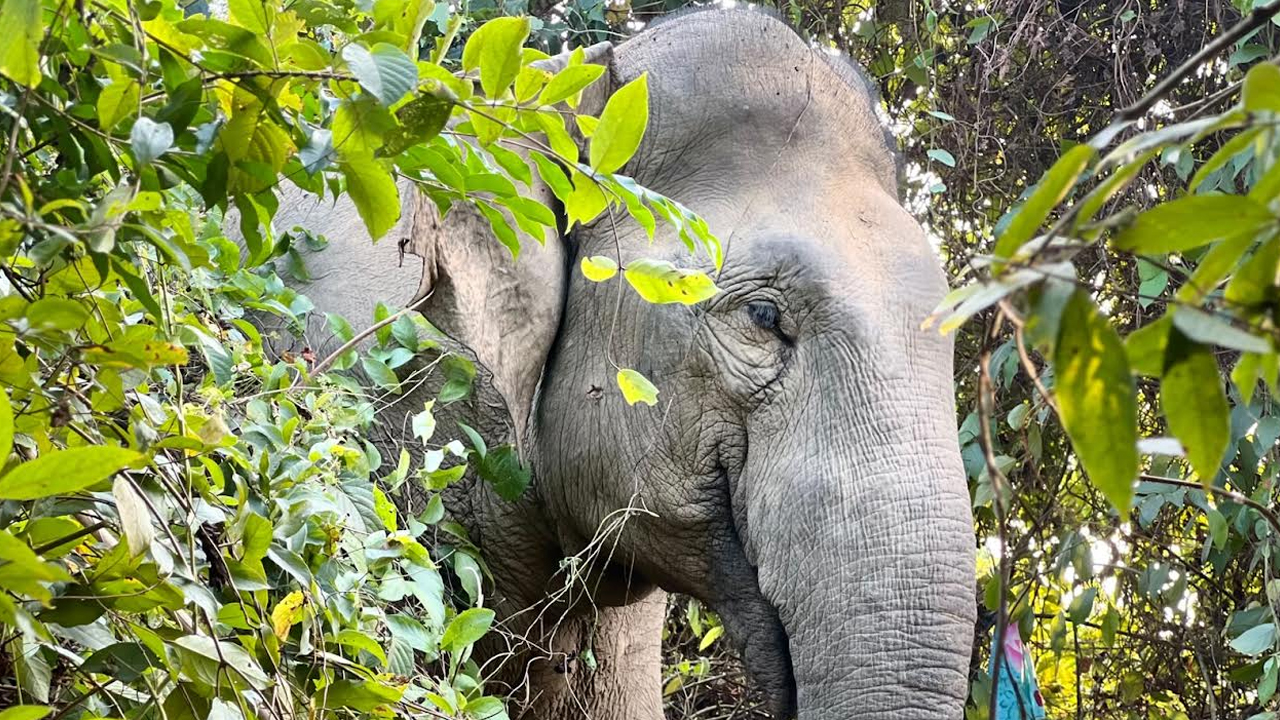 রাঙামাটিতে অস্তিত্ব সংকটে বন্যহাতি, দেড় দশকে মৃত্যু ১৩