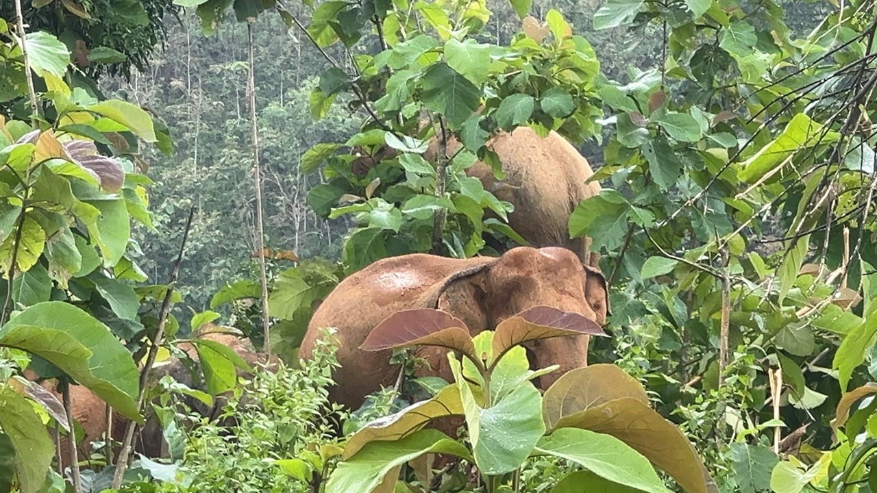 ছবি: এশিয়া পোস্ট