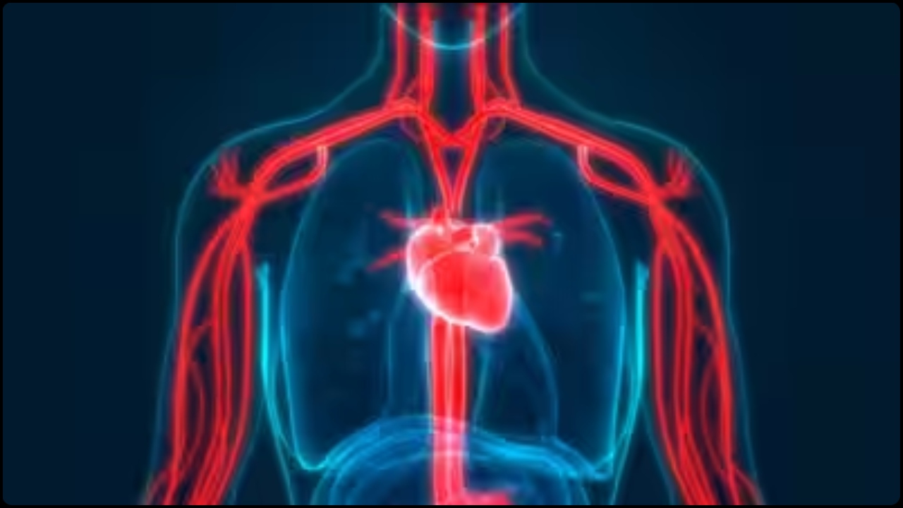 heart (2)