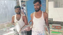 চাঁদপুরে ভরা মৌসুমেও ইলিশের আকাল, বাজারে চড়া দাম