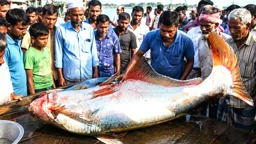 লক্ষ্মীপুরে মেঘনায় ধরা পড়ল ২৫ কেজির হিলা মাছ