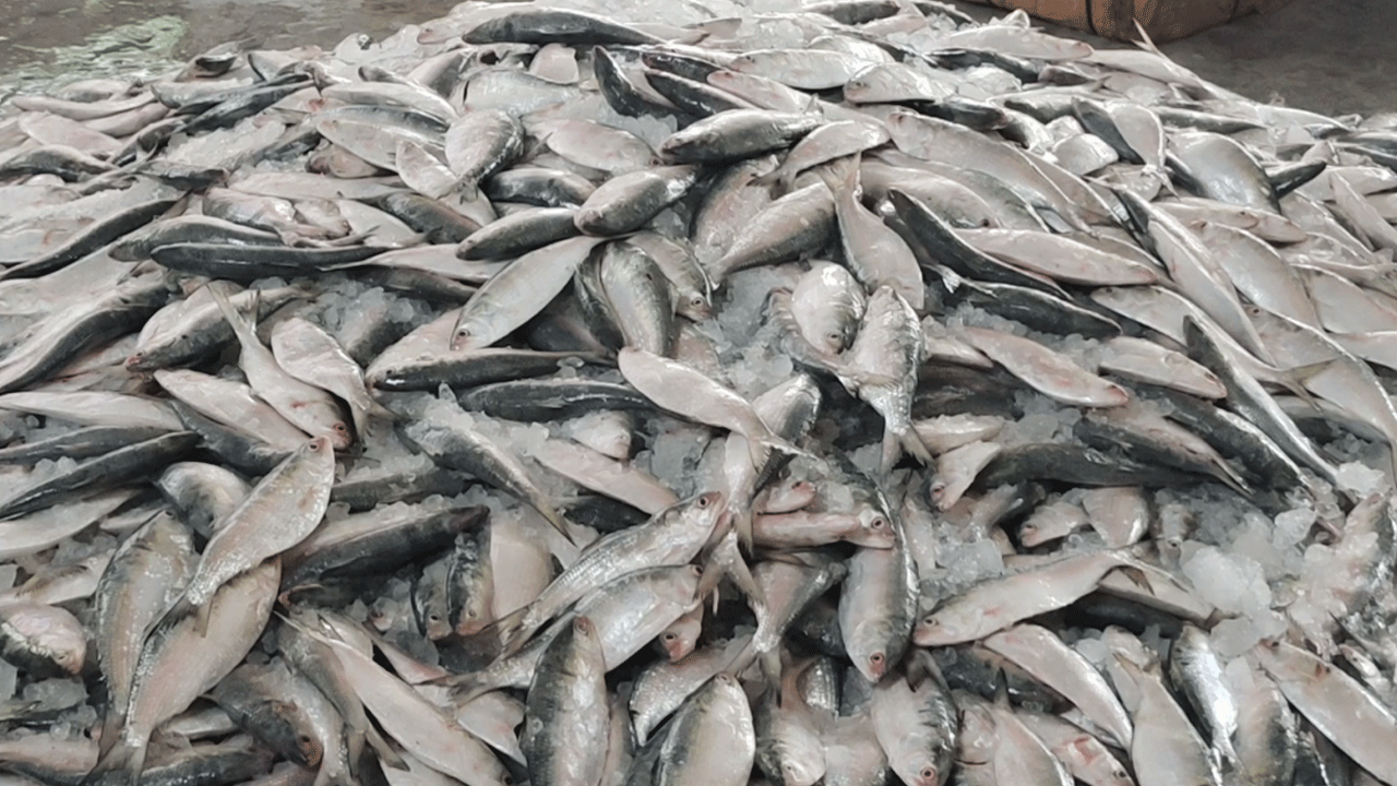 hilsa-fish-barguna
