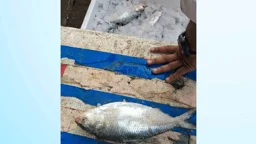 নিষেধাজ্ঞার মধ্যেও প্রকাশ্যে ইলিশ বিক্রি