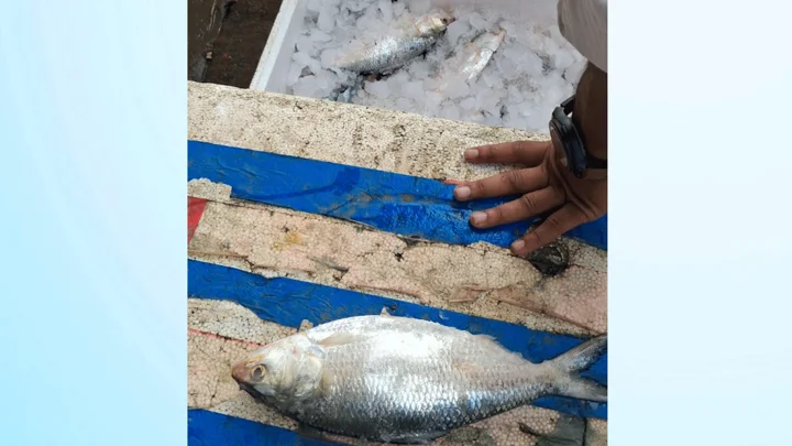 নিষেধাজ্ঞার মধ্যেও প্রকাশ্যে ইলিশ বিক্রি